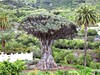 Kanárské ostrovy - Strom Drago Milenario, Icod de los Vinos (Dreamstime)